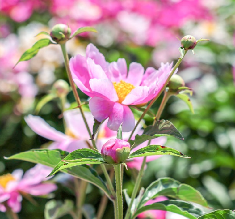 합천 작약 축제 