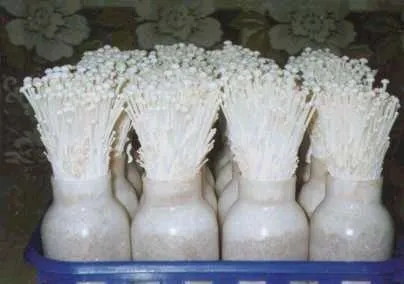 팽이버섯 재배 저온 관리 병해 예방 깔끔한 세척_5