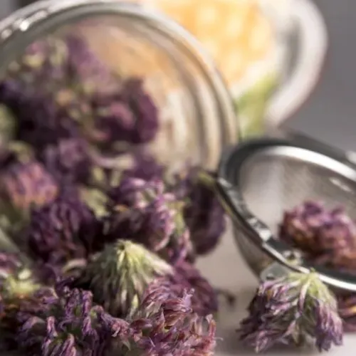 말린 레드클로버 꽃