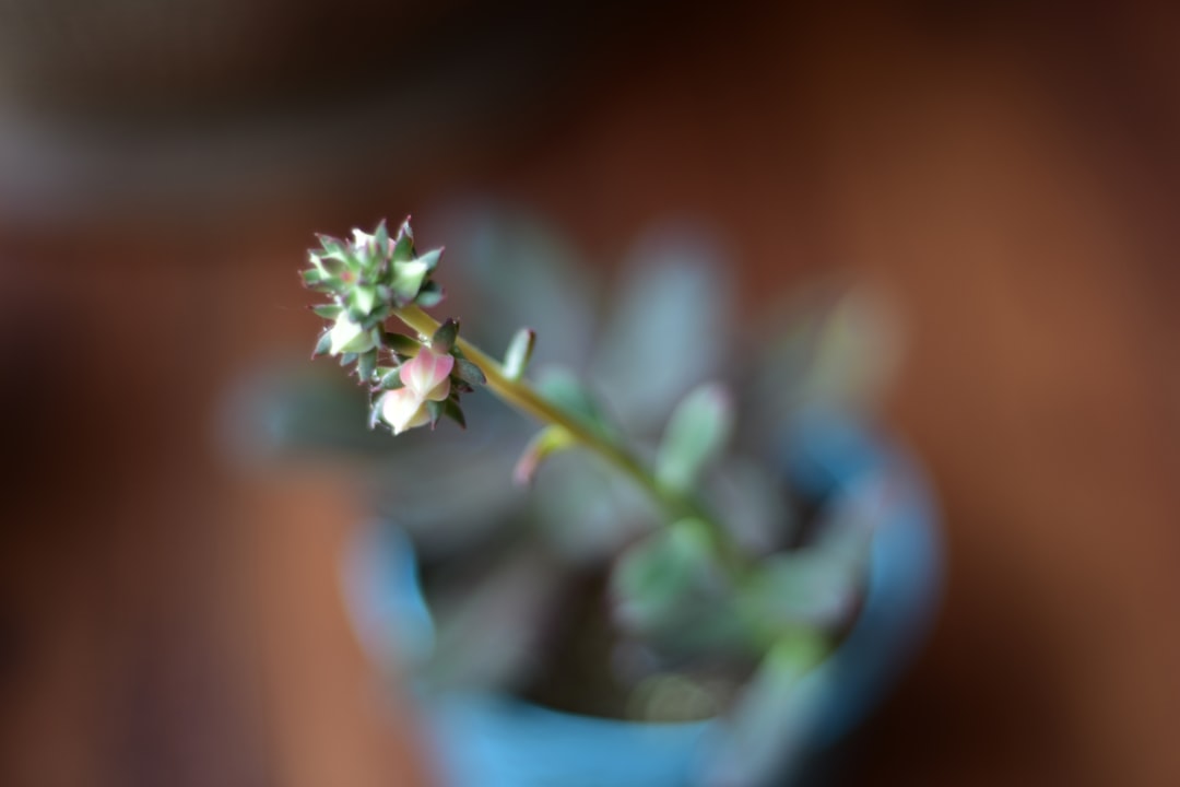 Maehwa (Plum Blossom)