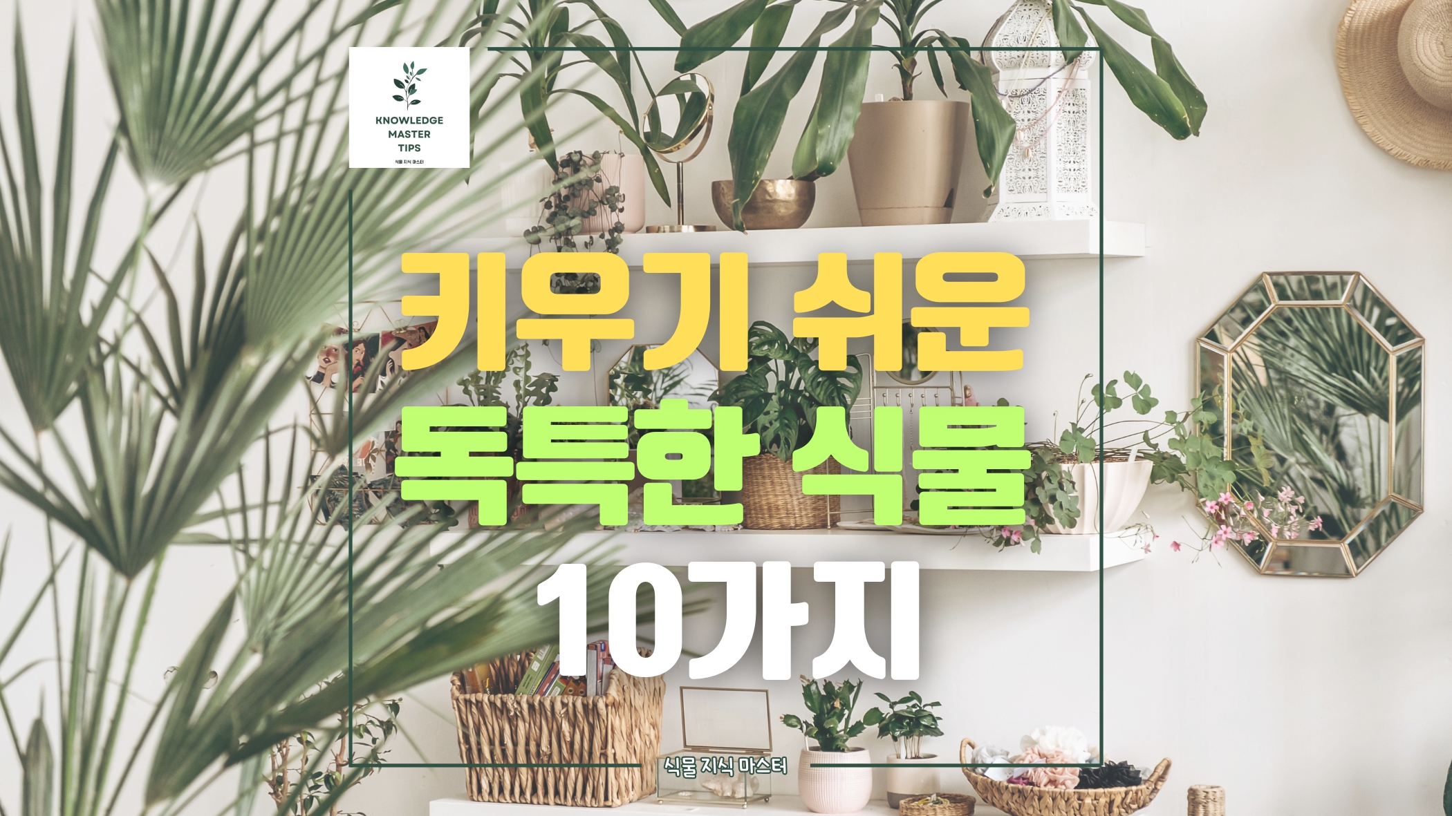 키우기 쉬운 실내 식물 10가지, 초보자도 키우는 독특하고 예쁜 식물