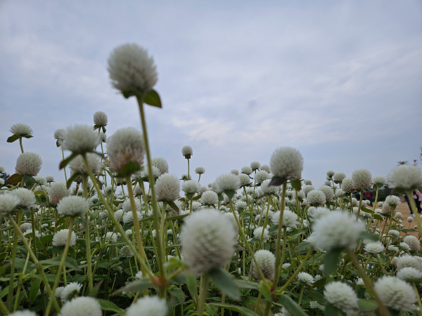 천일홍3 - 오드리화이트