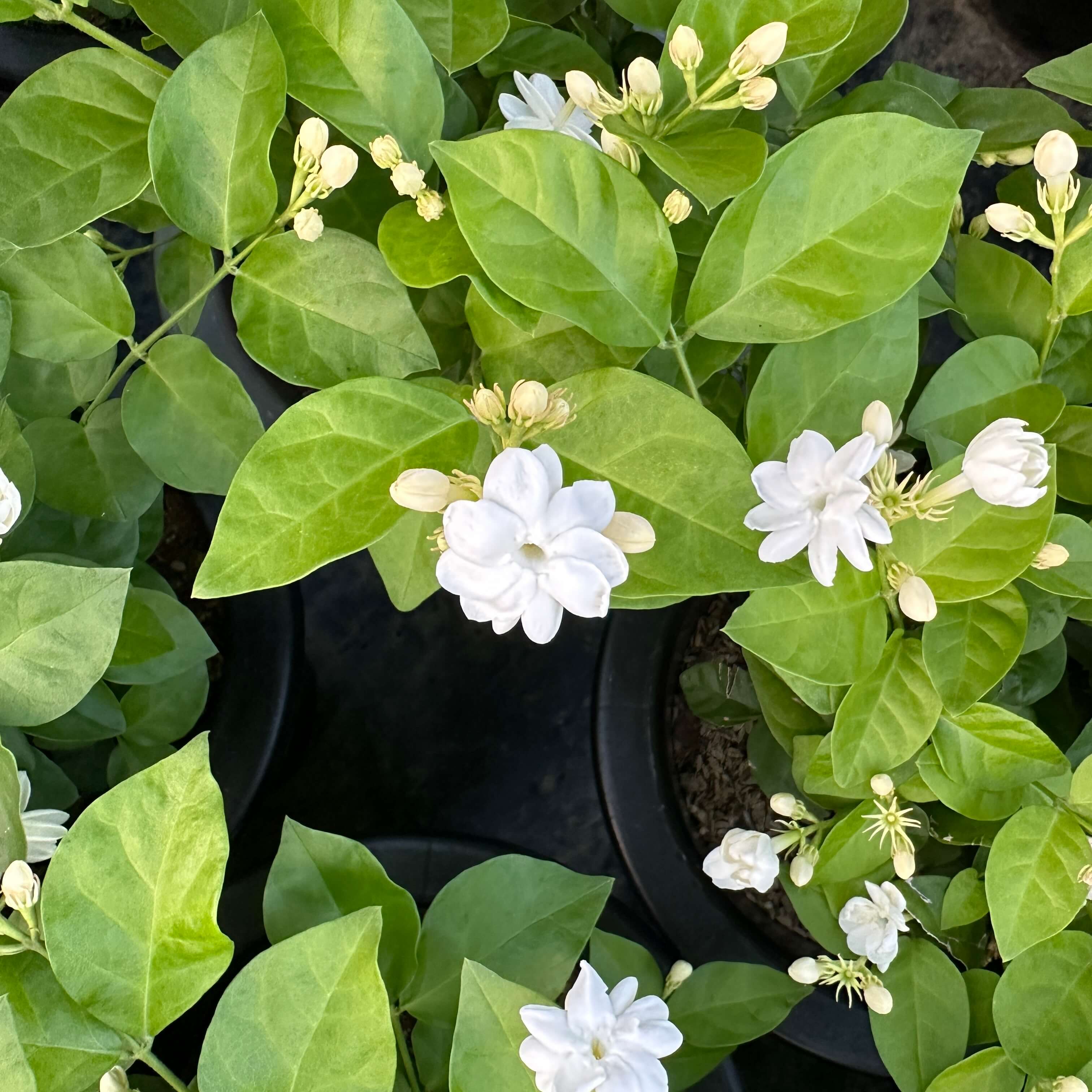 아라비안 자스민 키우기