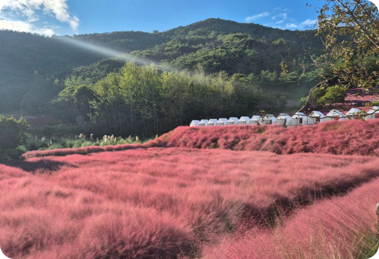 고창 핑크뮬리 축제 이미지/ 출처: 꽃객프로젝트