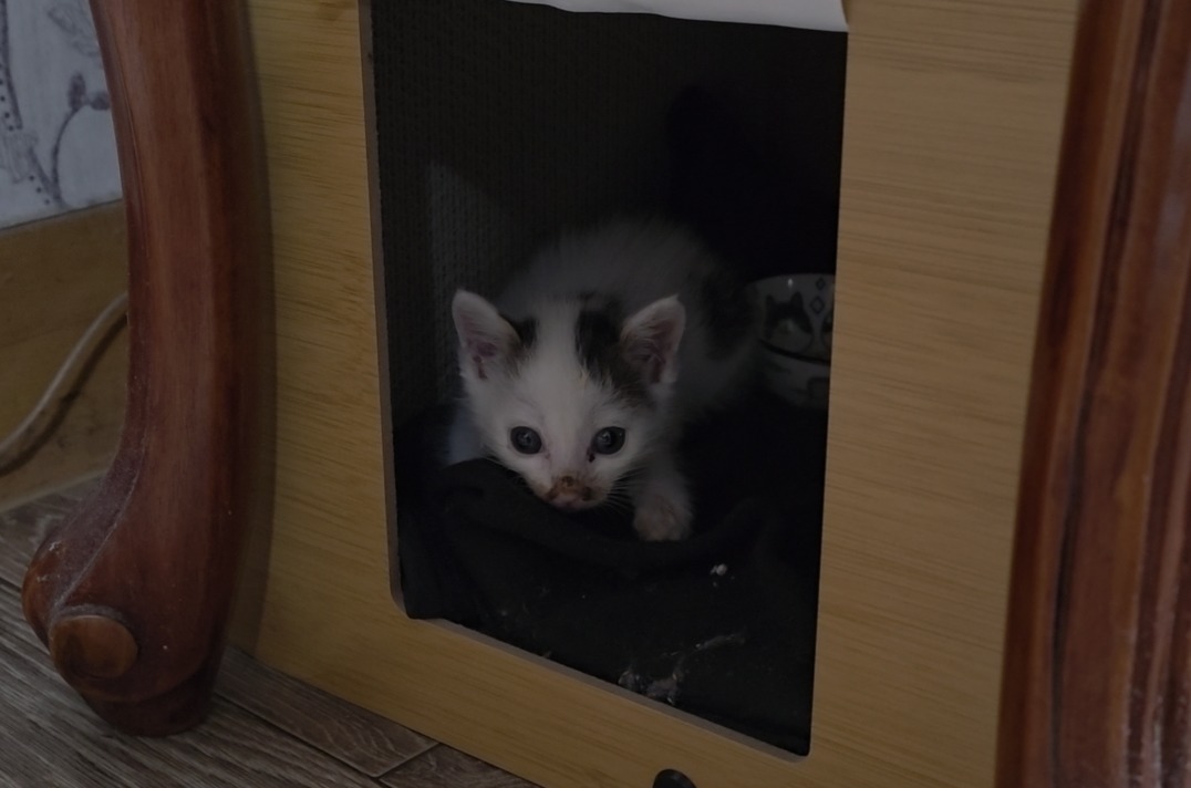 고양이 중독 증상