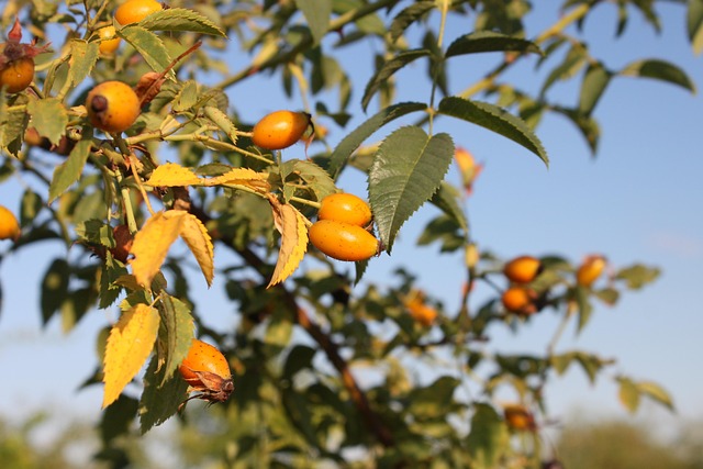 무릎에 물이 차는 증상 1