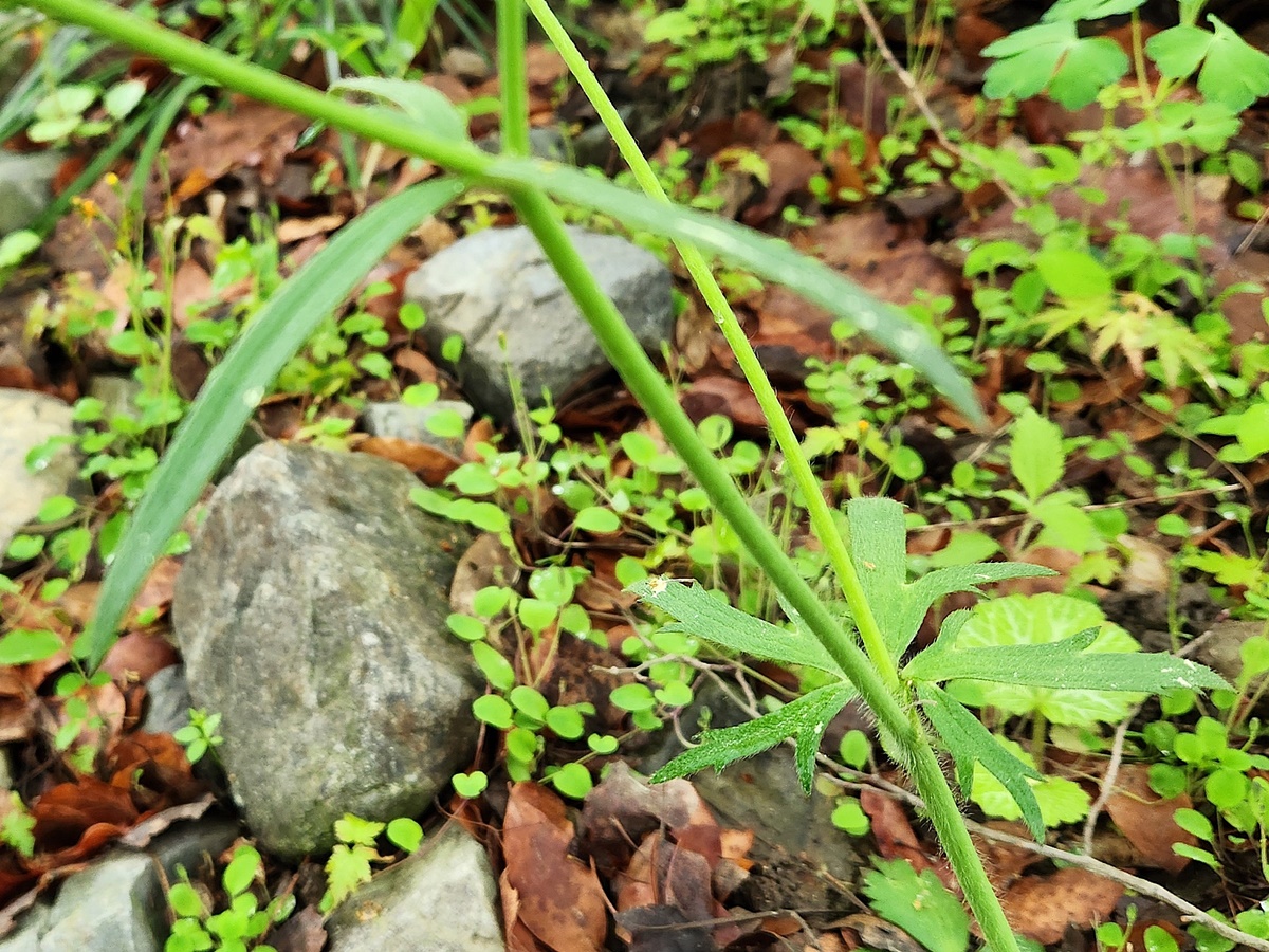 미나리아재비 Buttercup