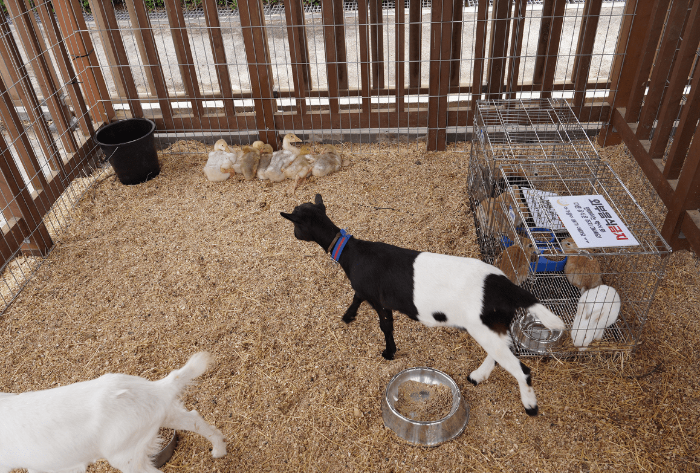 임실치즈테마파크