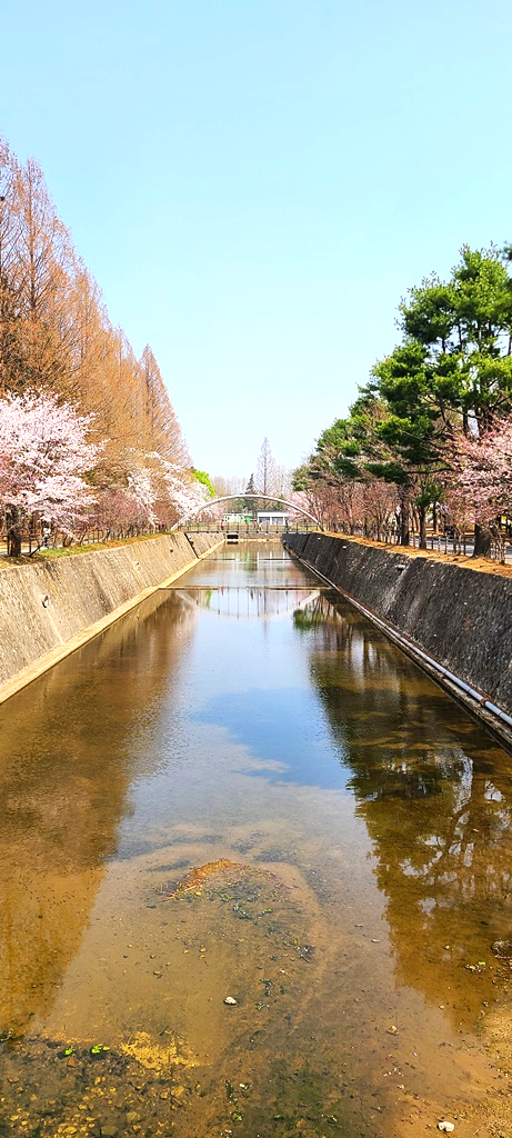 국립현충원-수양벚꽃길