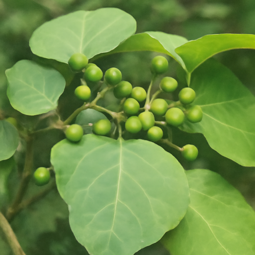 생강나무열매-부작용-주의사항