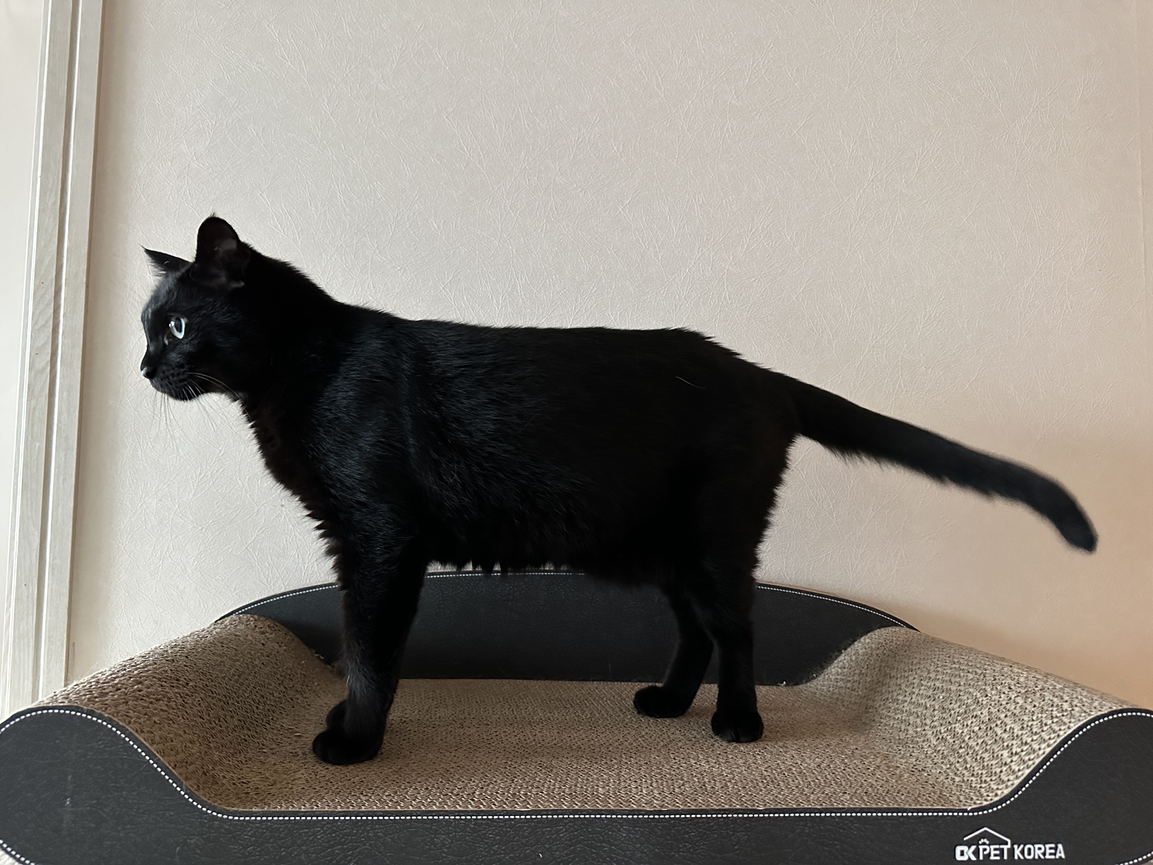 스크래쳐_위에_서_있는_올블랙_고양이_건이