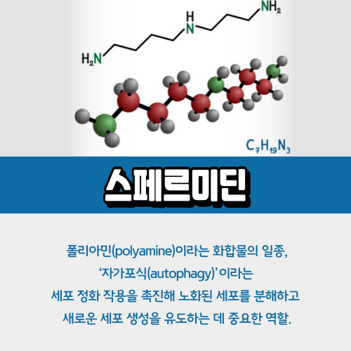 스페르미딘이란무엇인가