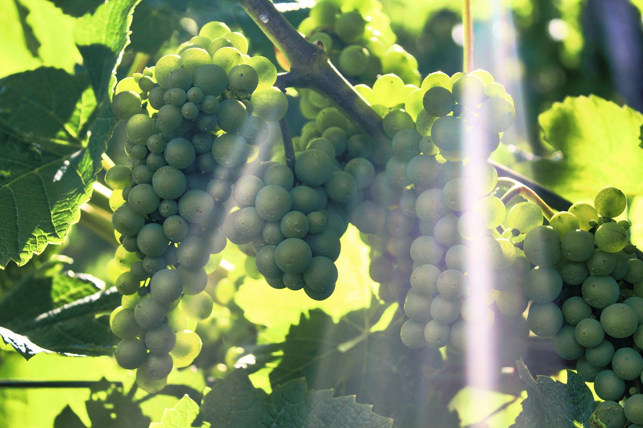 스마트팜과 메타버스: 가상 공간에서 농업을 배우고 실습하는 방법