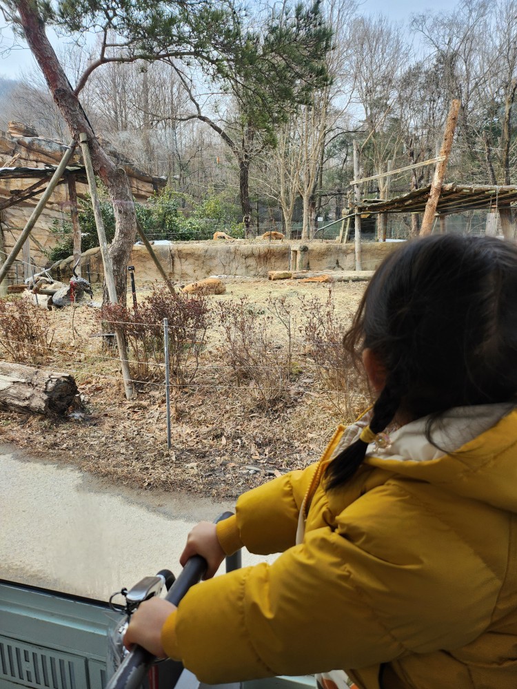 사파리 버스에 탄 아이