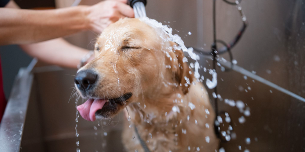 강아지 목욕 주기 2