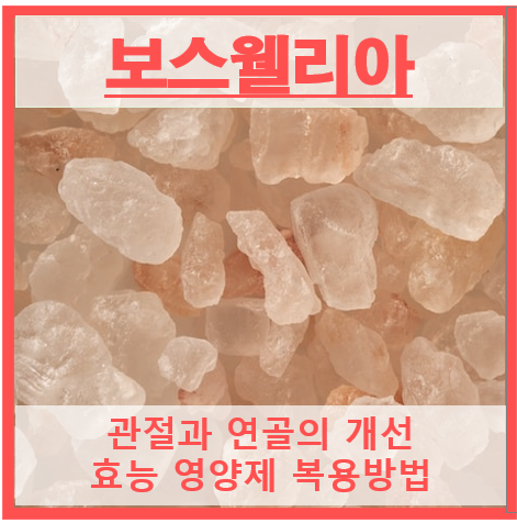 보스웰리아 썸네일