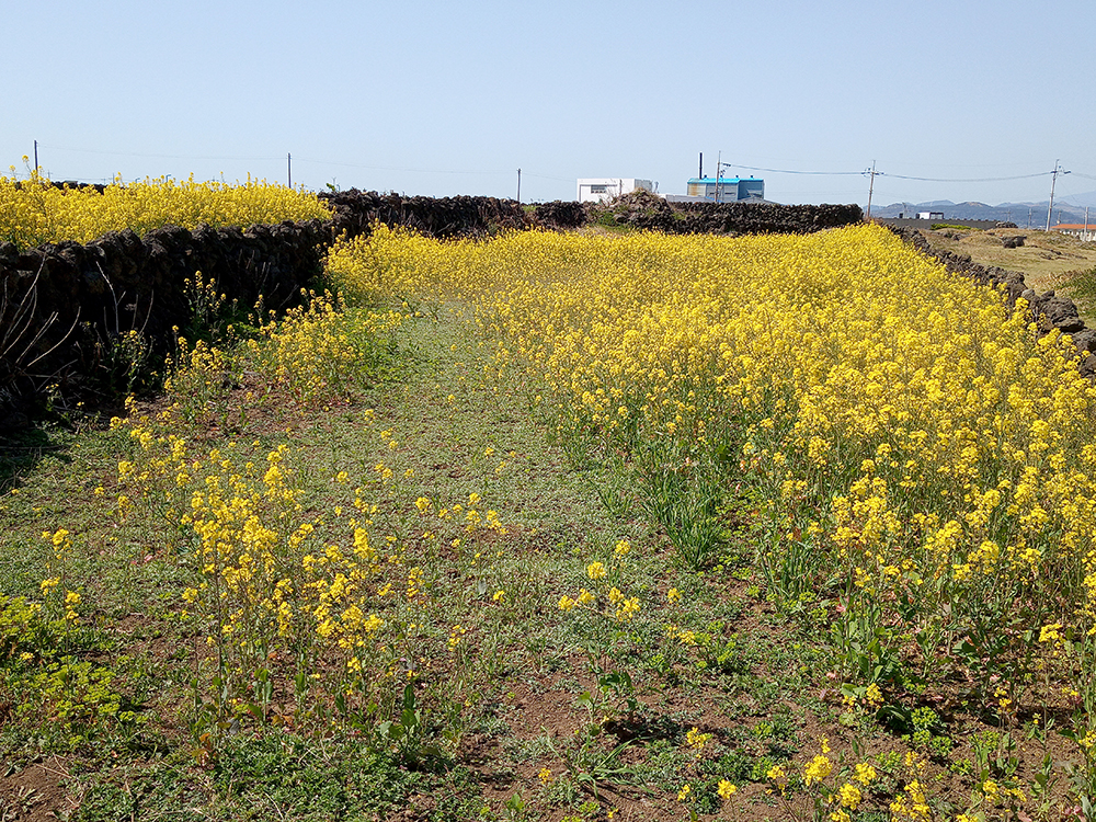 올레1-1코스&#44; 우도(牛島·Udo) 산물통입구