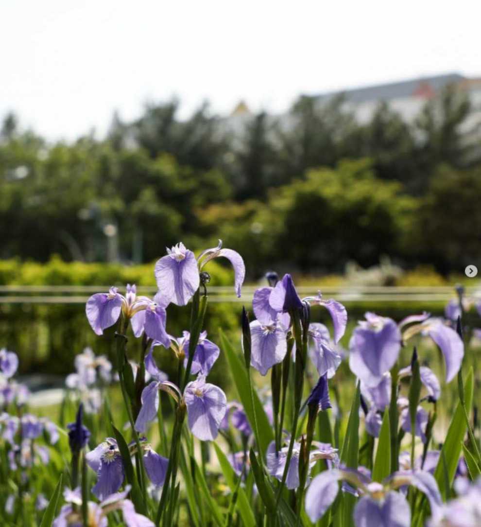 서울창포원 사계축제 꽃 기억해