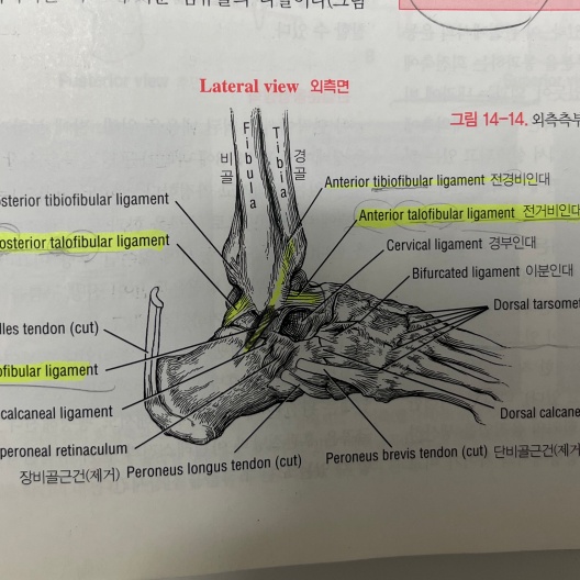 발목-외측의-강력한-인대구조-사진