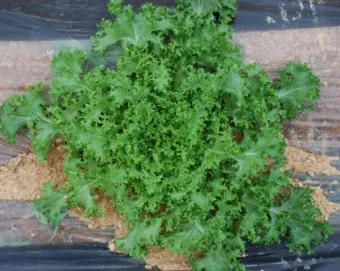 치커리 재배 쓴맛 줄이기 차광 요령 물 관리_11