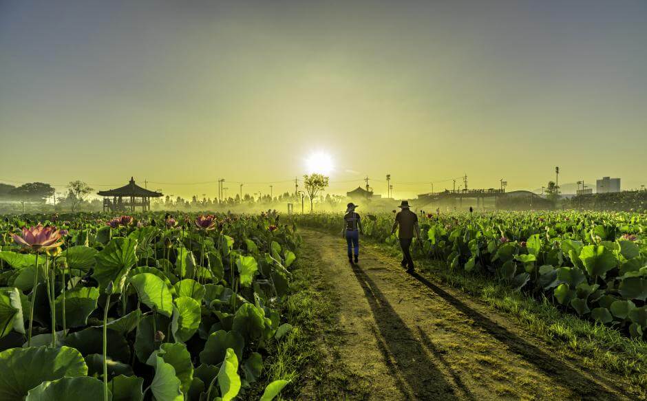 연꽃테마파크
