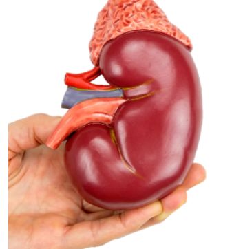 사구체신염 증상
