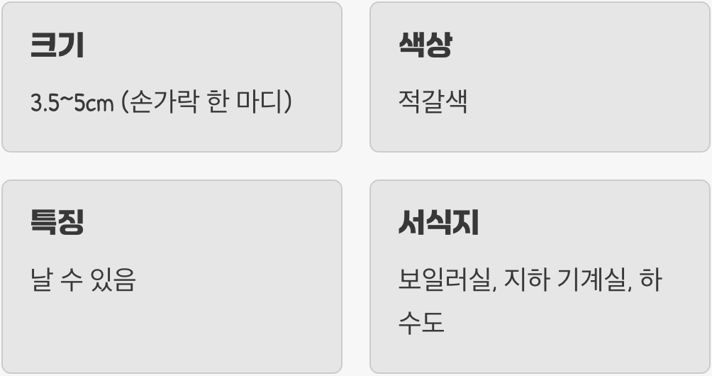 압도적인 크기의 불청객, 미국바퀴