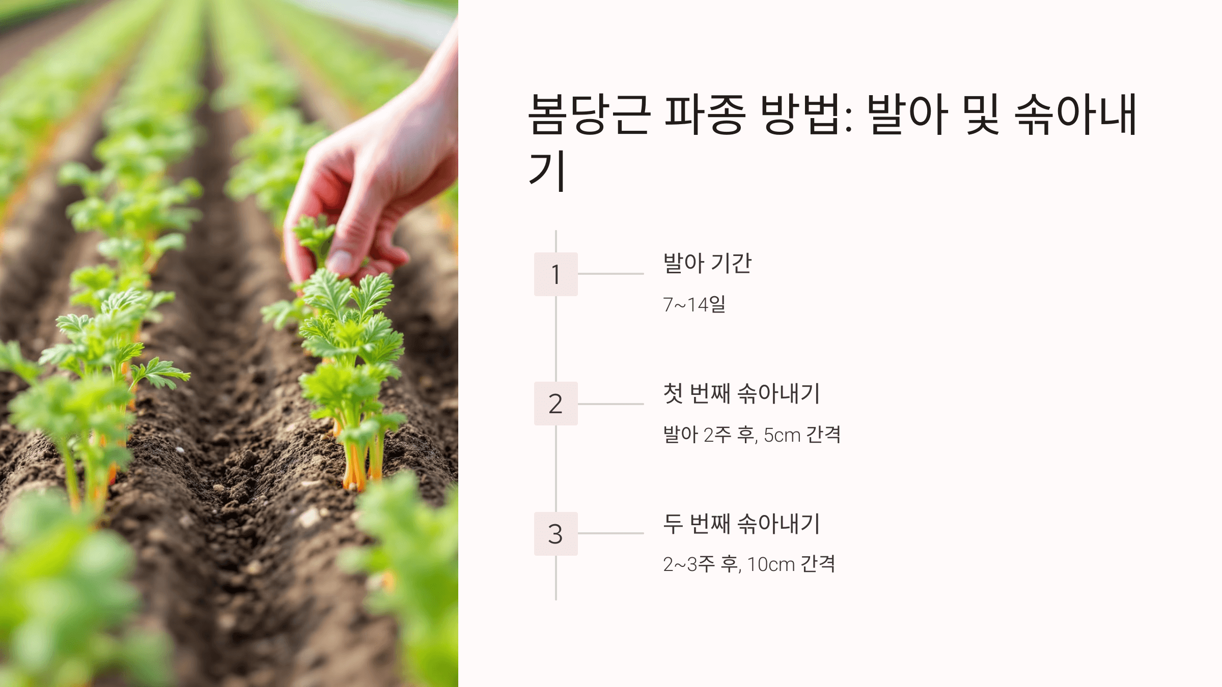 당근 사진입니다.