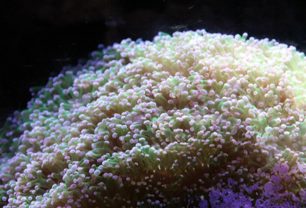 산호초 백화현상의 원인과 해양 생태계 위기 관련 백화된 산호초 이미지