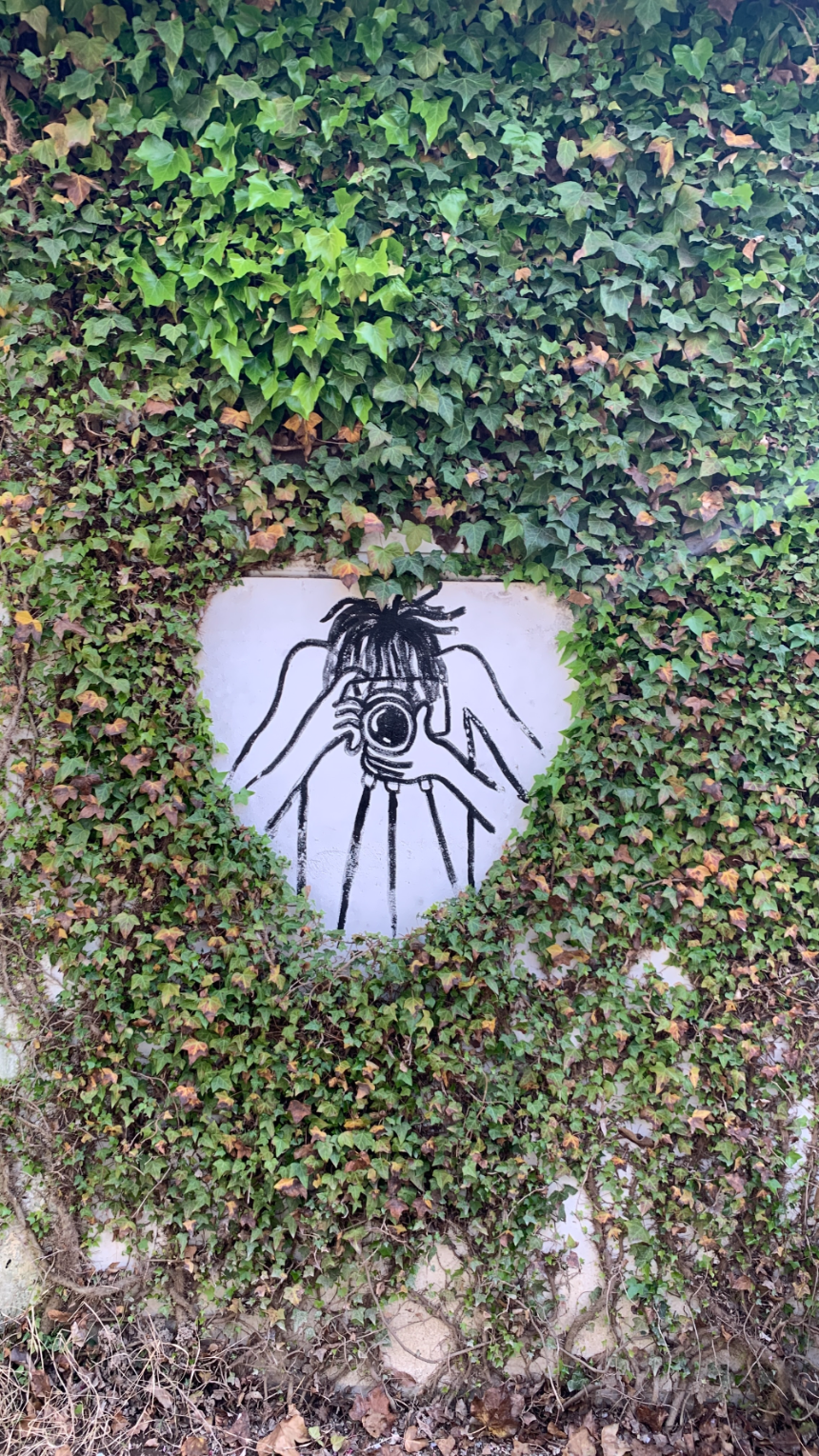 당진 아미미술관 넝쿨