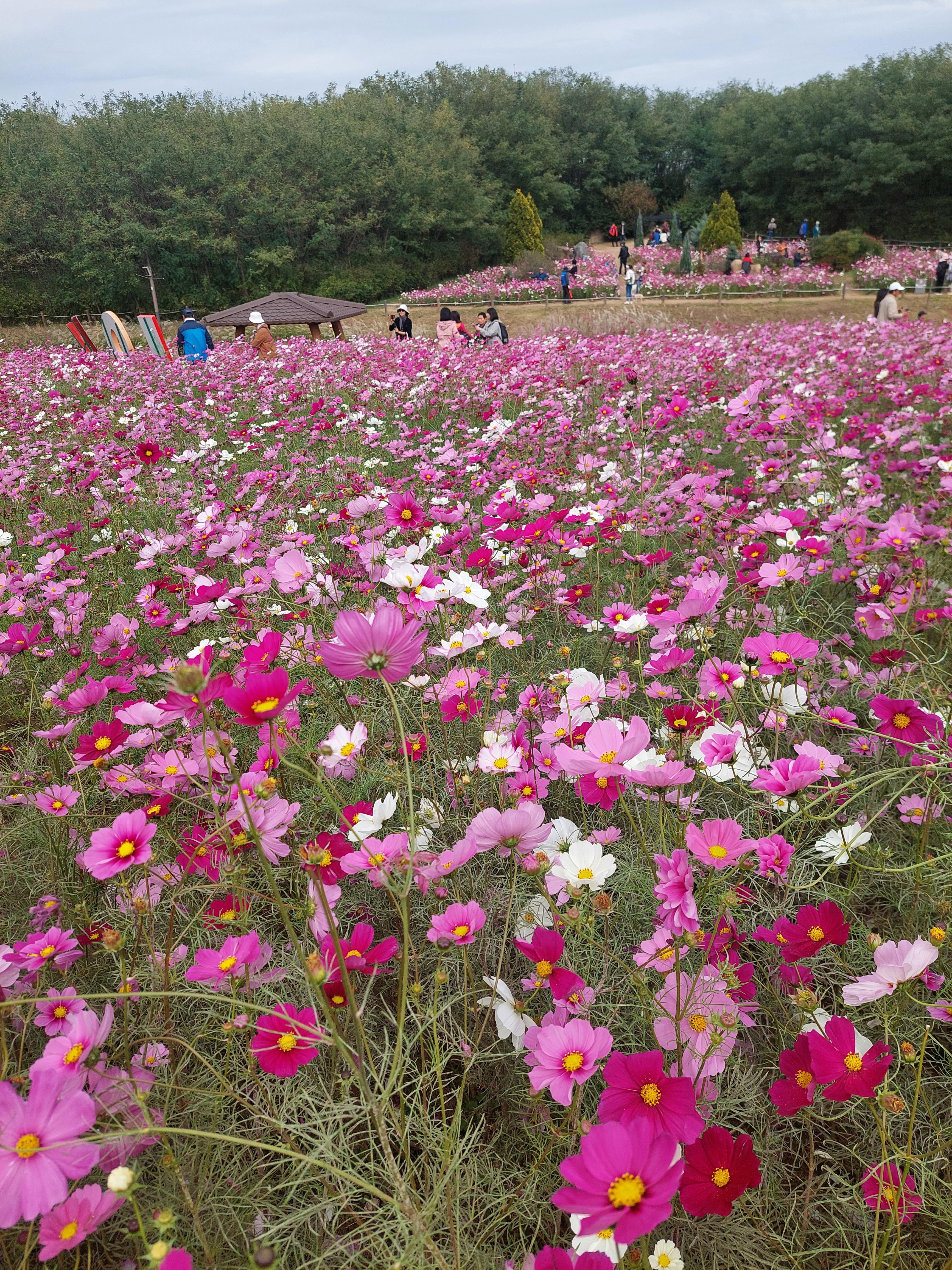 하늘공원