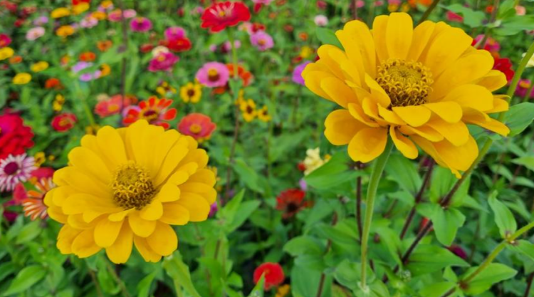 아산 곡교천 단풍나무길