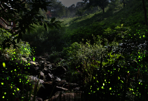 화담숲 모노레일 예약 방법 수선화 반딧불 수국 단풍 축제