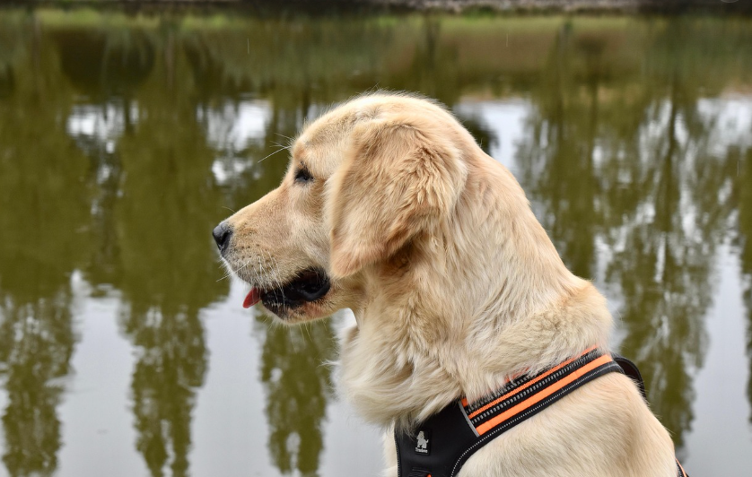 강아지 산책 사진