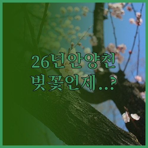 2026년 서울 안양천 벚꽃 개화 예..