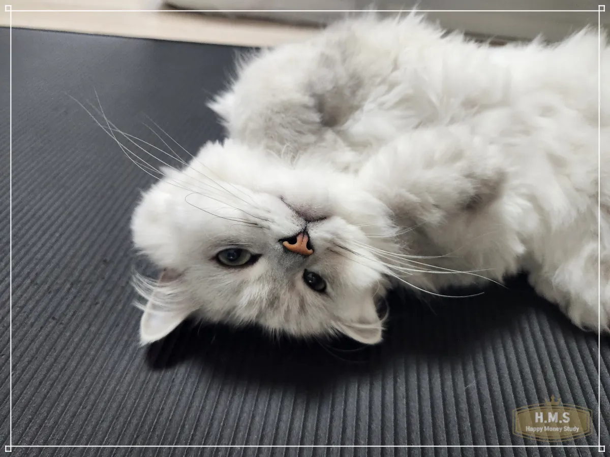 고양이-쿠키가-누워있다