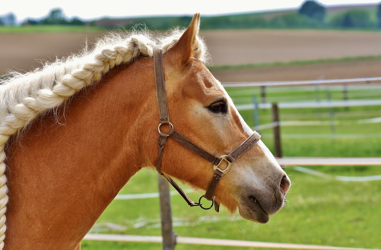 2026년 말띠 상징하는 말사진