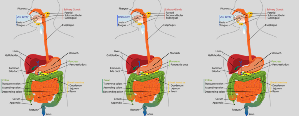 담낭에 좋은 음식: 인체 기관 해부도