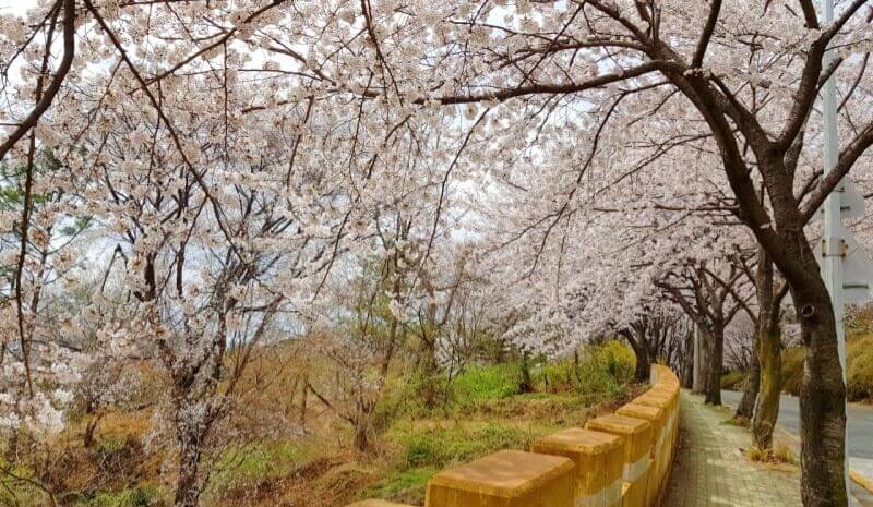 벚꽃축제 /부산 벚꽃 드라이브 코스 /숨은 벚꽃명소