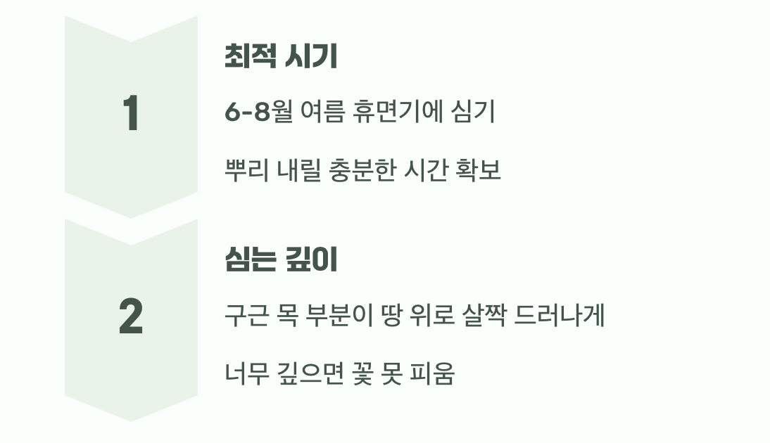 성공을 부르는 첫 단추, 구근 심기