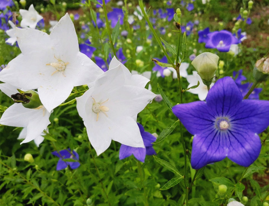 야생에서 잘 자라고 있는 흰색의 도라지꽃과 보라색의 도라지꽃 들이 함께 여러 개 피어 있는 것을 찍은 사진