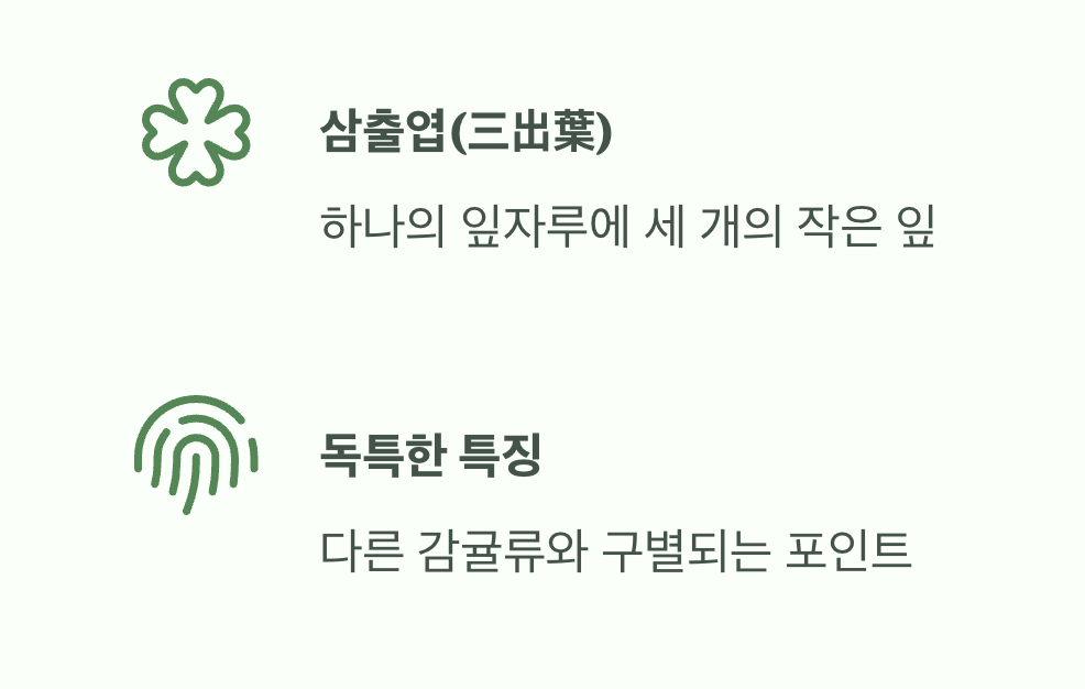 행운의 상징, '세 장의 잎'