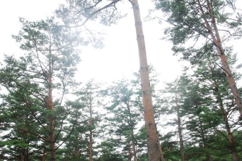 울진 금강송 군락지 트레킹에서 마주하는 숲의 시간과 천천히 축적된 자연의 질서