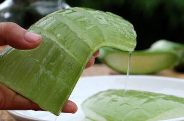 알로에 수딩젤 제품 추천 / 수딩젤 효능 알로에 베라 / 알로에 먹는 방법 키우는 방법