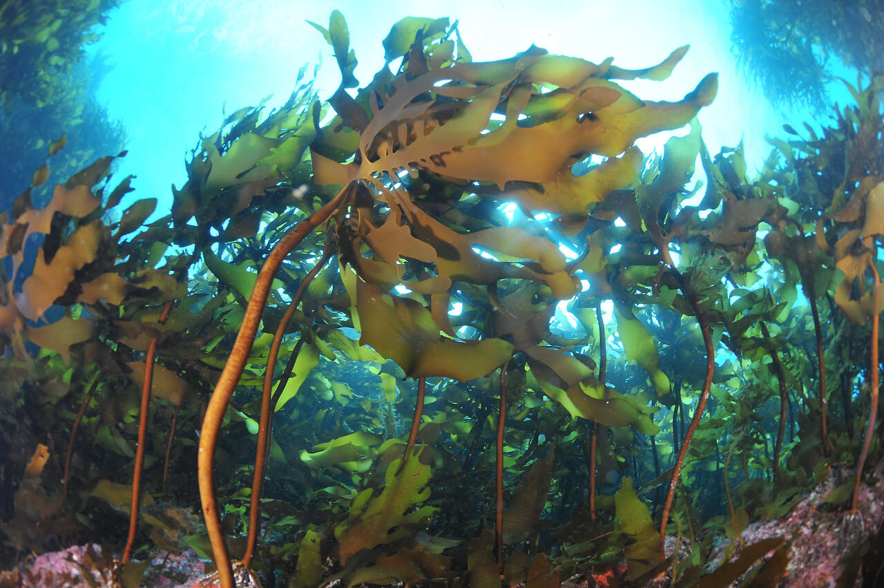 동해안에서 양식중인 돌미역 입니다.