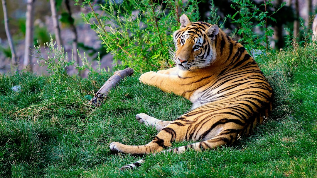 Tiger