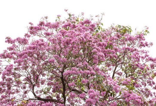 분홍트럼펫나무2