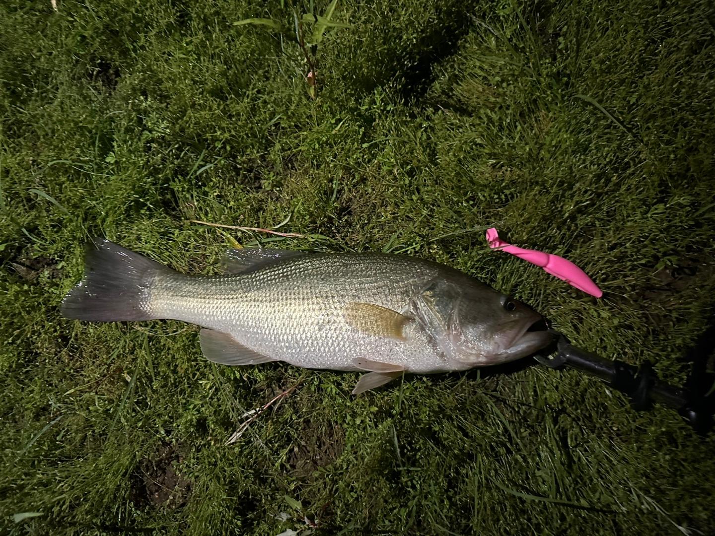 버징으로 잡은 배스 사진