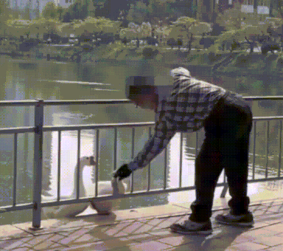 건국대 호수에 살고 있는 거위 '건구스'를 폭행한 중년 남성의 모습이 공개되 공분을 사고있다. 영상은 남성이 거위를 폭행하는 모습. [영상=동물자유연대 인스타그램]