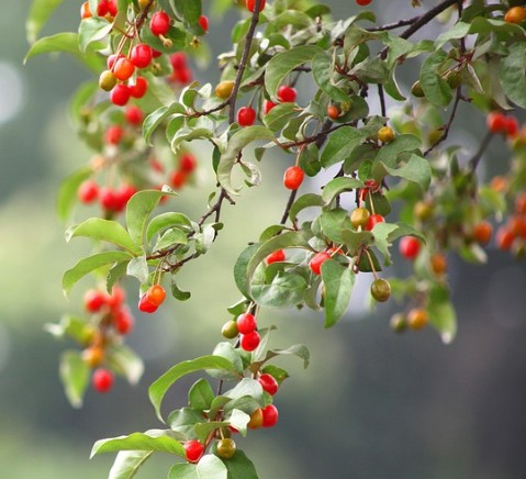 보리수 열매 효능부터 먹는버, 가격, 수확시기, 효소 만드는법, 술 담그는법까지 완벽정리